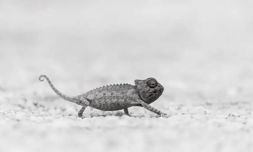 Wildlife photography comes Out of the Grey at the Fitzrovia Chapel